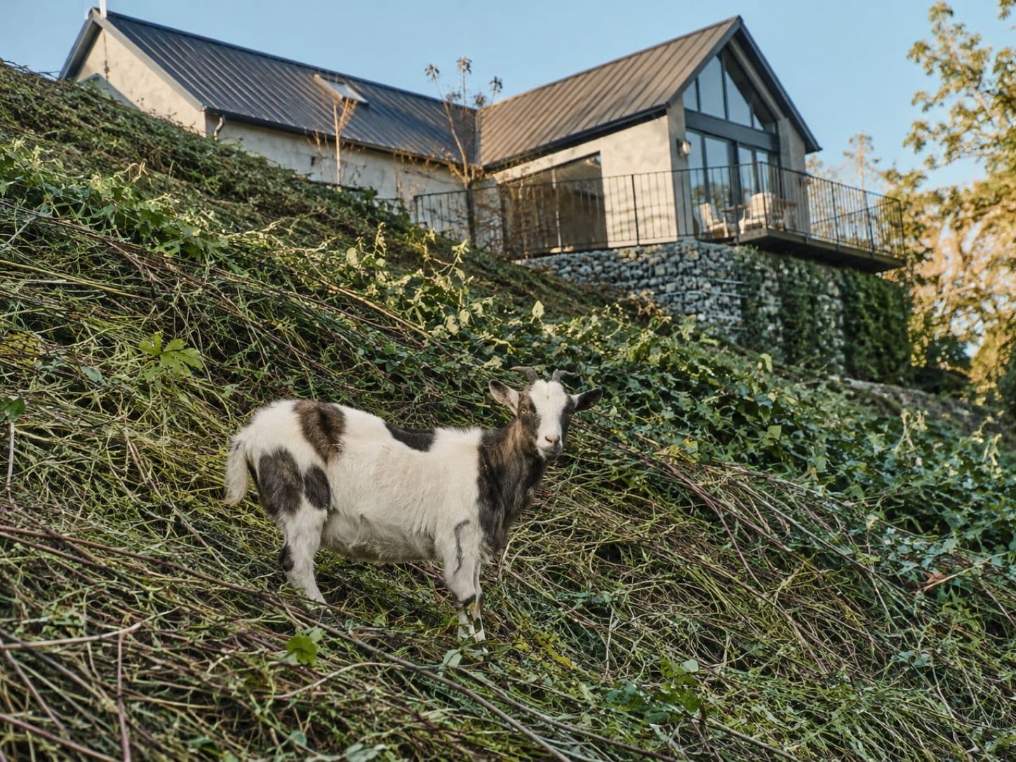 Goats browsing weeds on a steep hillside on the NSW Mid North Coast