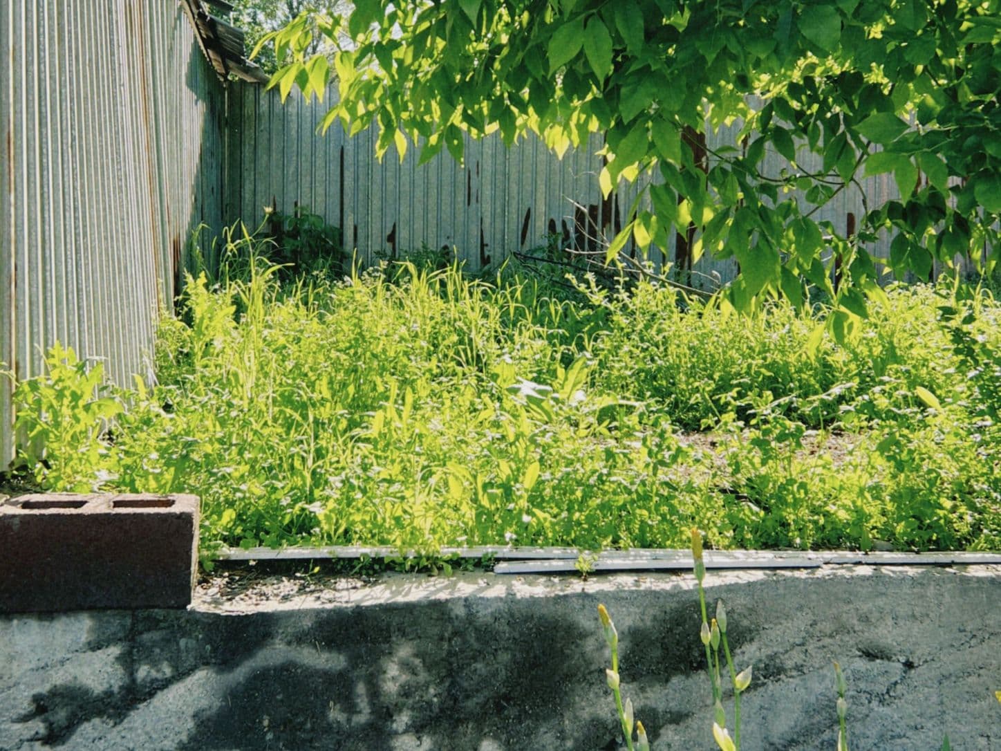 Overgrown yard ready for goat grazing