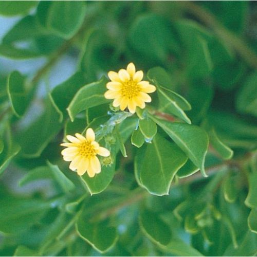 Bitou bush growing on a Mid North Coast property