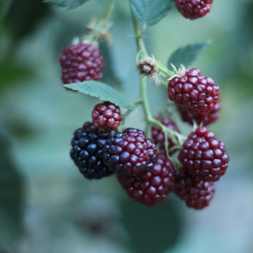 Blackberry growing on a Mid North Coast property
