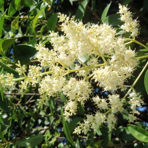 Privet growing on a Mid North Coast property