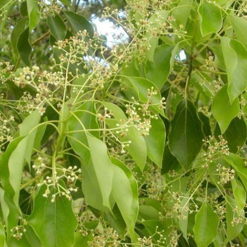 Camphor laurel growing on a Mid North Coast property