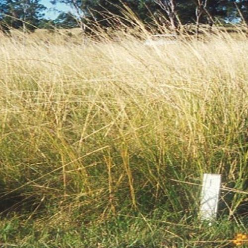 Giant Parramatta grass growing on a Mid North Coast property
