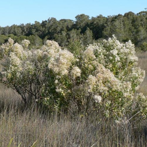 Groundsel bush growing on a Mid North Coast property