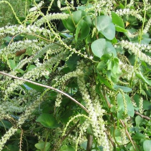 Madeira vine growing on a Mid North Coast property